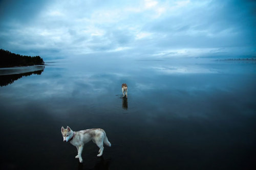 escapekit - Huskies on waterRussian photographer Fox Grom on his...