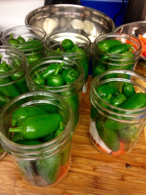 Pickling jalapeño and serrano peppers fresh from our farm