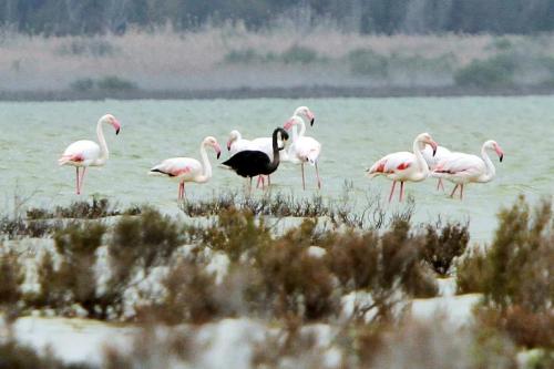 congenitaldisease - This black flamingo was spotted in Cyprus. It...