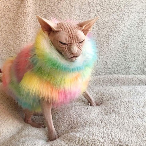 catsbeaversandducks - When you feel pretty in your new outfit...