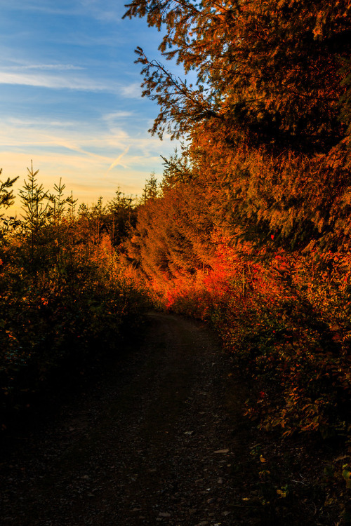 nature-hiking - Autumn forest path 1-5/?- Belgian Ardennes,...