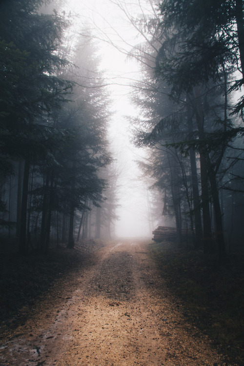 czechthecount:Light at the end of the foggy forest..by...