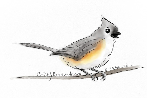 ourdailybird - A Tufted Titmouse for you! I like the sunny patch...