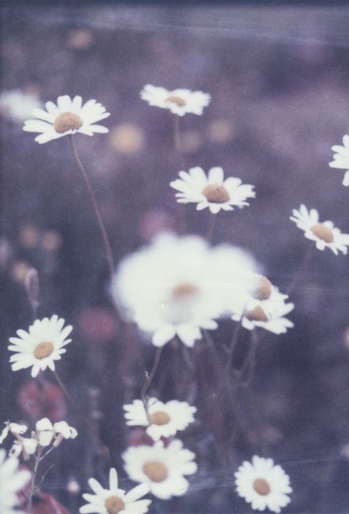 beautiful flowers on Tumblr
