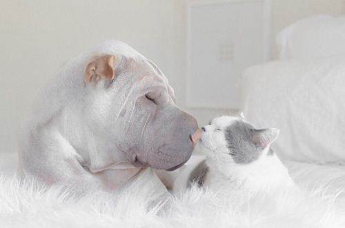 awesome-picz - World’s Most Photogenic Shar Pei And His Cat...