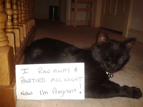 awesome-picz:Asshole Cats Being Shamed For Thire Crimes.
