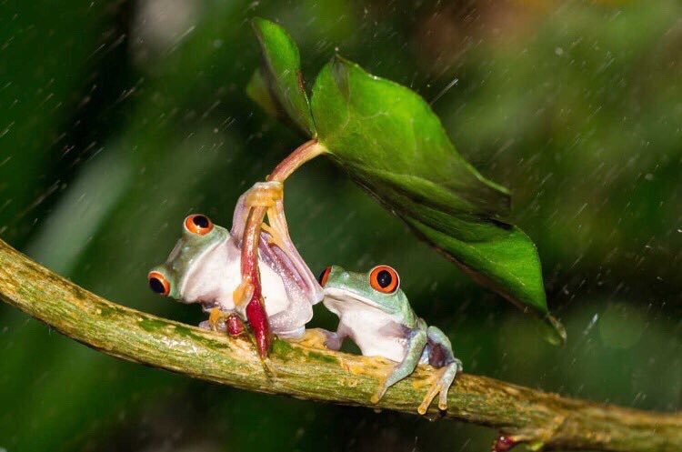 Frog shields its partner from the rain | Photography by ©Kutub Uddin facebook.com/AwesomeEarthPix