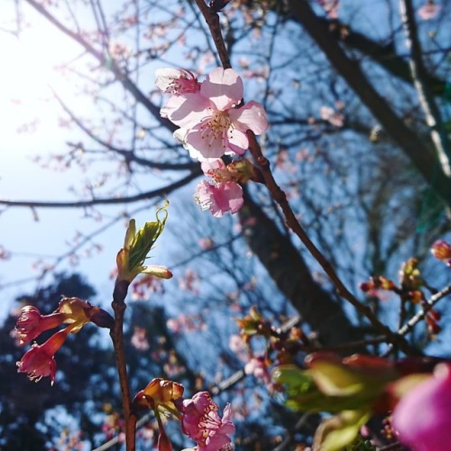 .春。陽に透かして。#noon #sky #blue #sunshine #flowers #cherryblossom...
