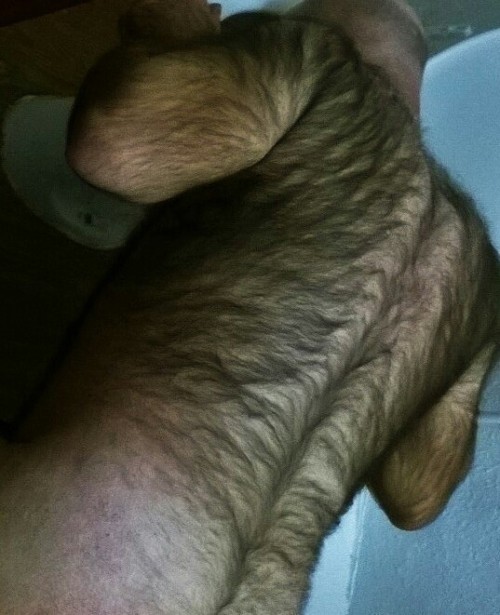 extremehairymen:Did I say I love hairy backs !!