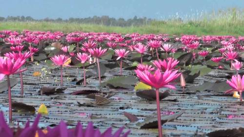 congenitaldisease - Red Lotus Lake, located in Kumphawapi,...
