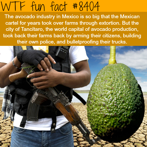 ethereal-insight - wtf-fun-factss - Avocado cartels - WTF fun...