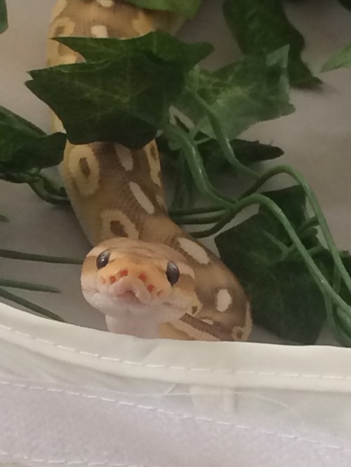 sneks-n-gecks:YOURE NOT ALLOWED TO BE THIS CUTE