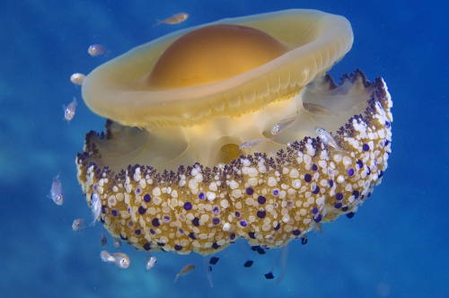 Mediterranean Jellyfish (Cotylorhiza tuberculata)