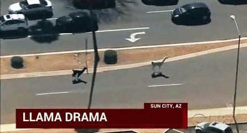 cyanacity:sandandglass:After two llamas escaped from a...