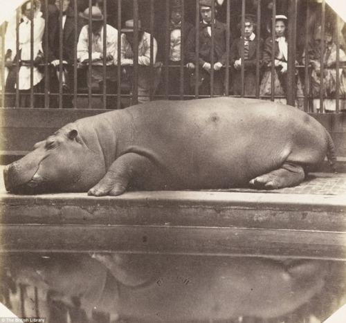 historicaltimes - Obaysch, a Hippopotamus in Regent’s Park,...
