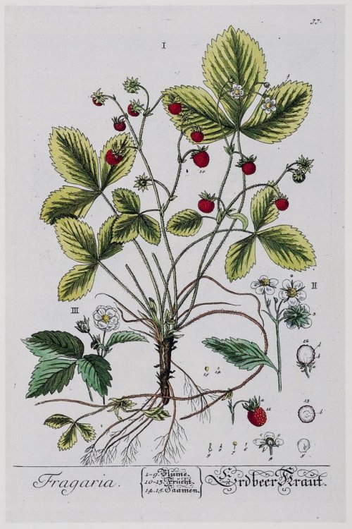 museumwales:Strawberries are a staple of the British summer, so...