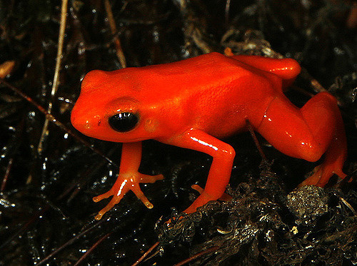earthlynation:Red Mantella Frog. Source
