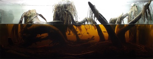 blackwaterbubbles - Malaysian peat swamp, by Jakub Kijak...
