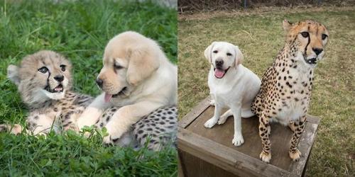 awwww-cute - Cheetahs get therapy dogs and get to grow up...