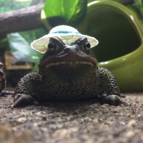 toadschooled - I got E-mail this hat, and wow……….he hates it