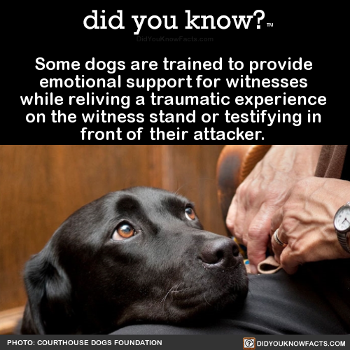 some-dogs-are-trained-to-provide-emotional