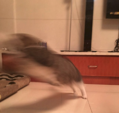 catsbeaversandducks - The Fastest Cat AlivePhotos by Tang Chang