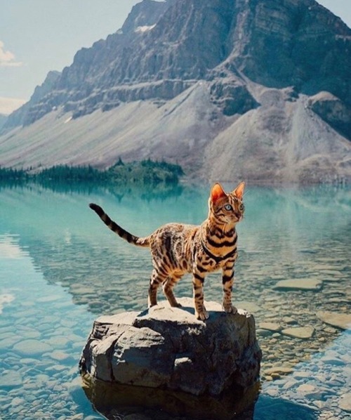 unlockingwonderland - animals-lovers - (Source)Cutes for your...