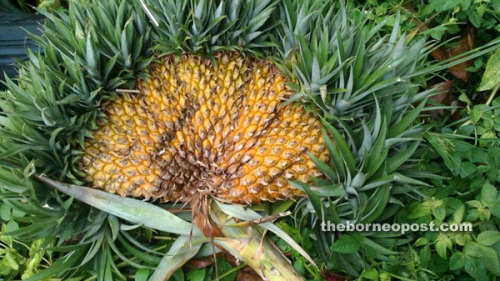 biodiverseed - If a pineapple inflorescence is exposed to...
