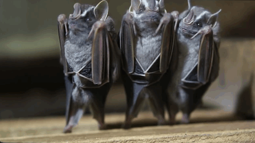 Dancing Bats - YouTube