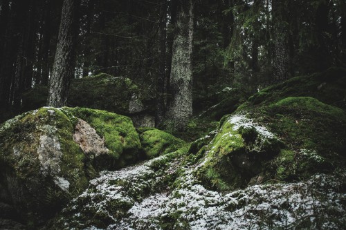 the-girl-with-cold-hands-blog:Every Walk In The Forest Is A...