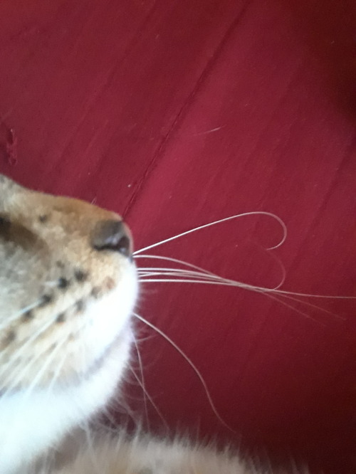 mostlycatsmostly:His whiskers made a heart!! ♡(submitted by...