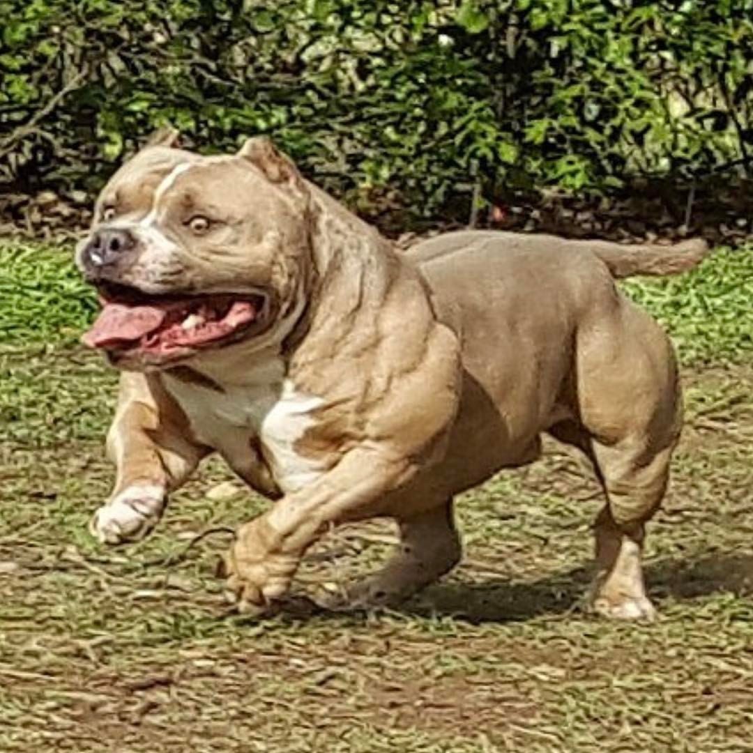 Bully Max Dog Supplements — “Bully Max results! HACHI has