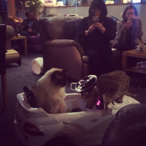 the pussymobile is out on patrol (at Cat Cafe Manchester)