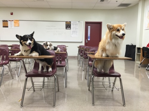 hentai-ass - twosillycorgis - Welcome to Corg school. I will be...