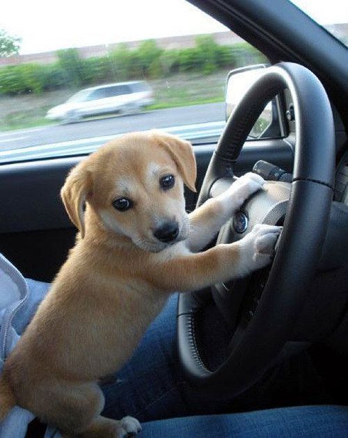 babydogdoo - The dogs love the car@buldog-of-chaos