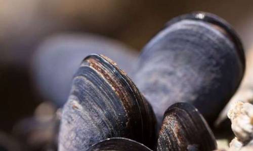 materialsscienceandengineering - Mussels are inspiring new...