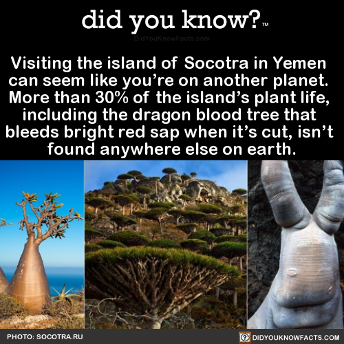 visiting-the-island-of-socotra-in-yemen-can-seem