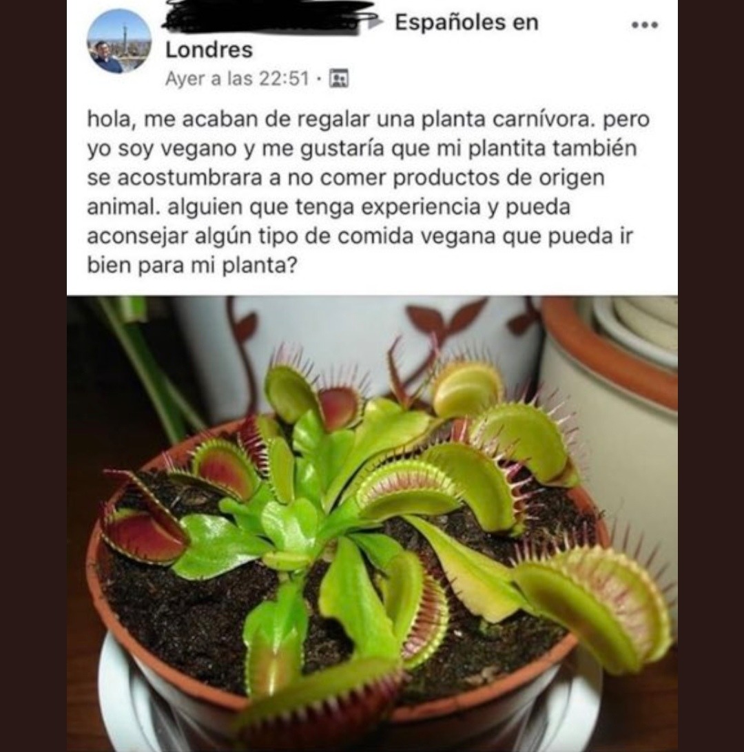 Planta carnívora vegana