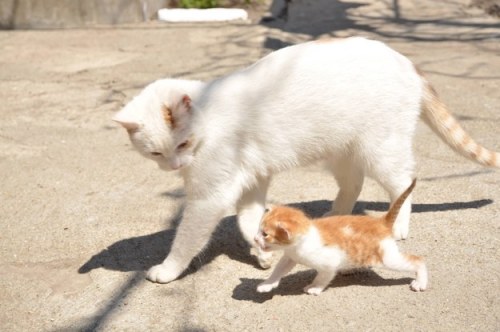 toddreu:She’s picking him up from kitten school and he’s telling...