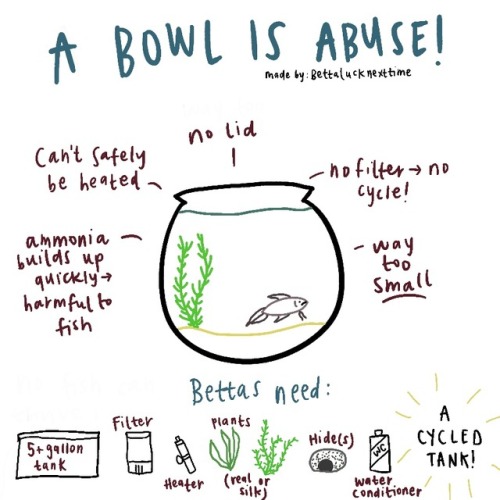bettalucknexttime:stop putting fish in bowls 2k18!!