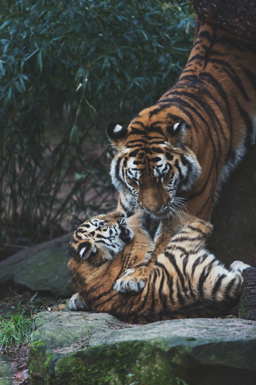 ikwt - Tiger Cub Love (Peter Weimann) | instagram