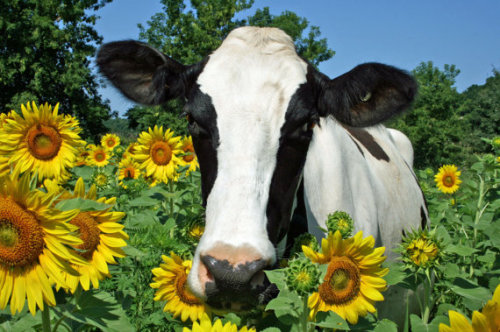 veganzoejessica - ainawgsd - Cows in Flowersmy new aesthetic