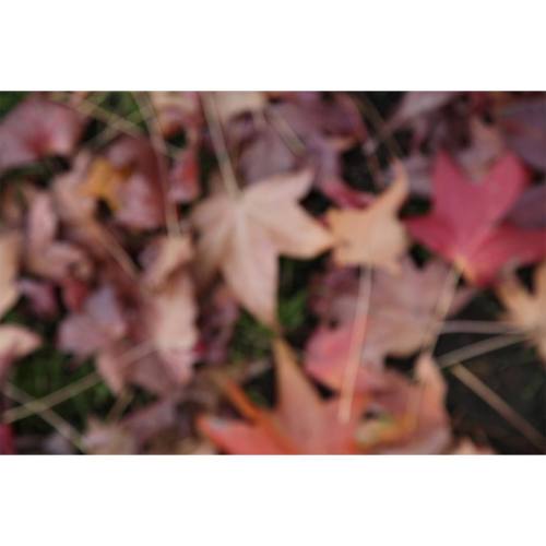 #autumn #leaves #impressionistic #photoart #losfeliz #hollywood...