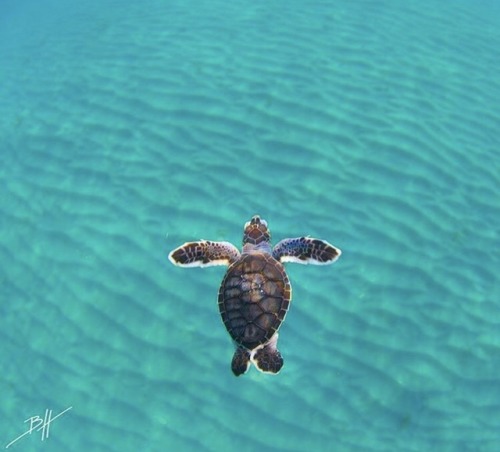 eklipso - animals-lovers - (Source)I love turtles