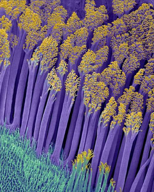 woahdudenode - Microscopic foot hair that lets geckos stick to...