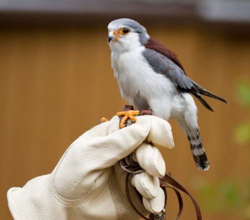 bugaboopoo - sixpenceee - This is a pygmy falcon. It is the...