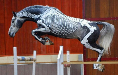 tundrakatiebean - ainawgsd - Skeleton Horses@jangojips...