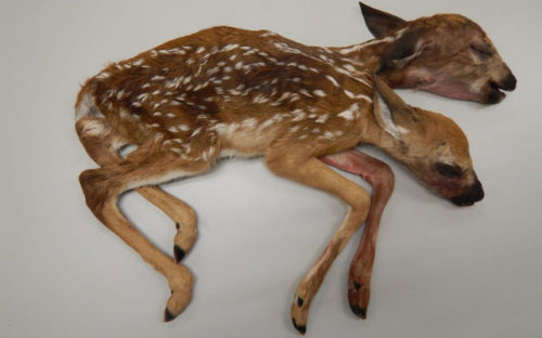 angelslaughter:fawn with polycephaly