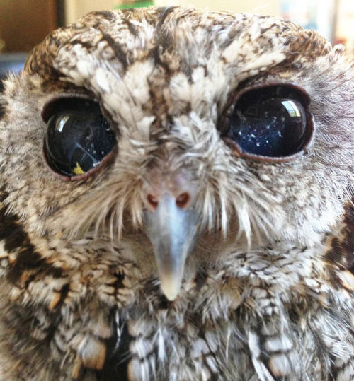 beakedwhalesyo - sixpenceee - This is Zeus. He is a blind owl but...
