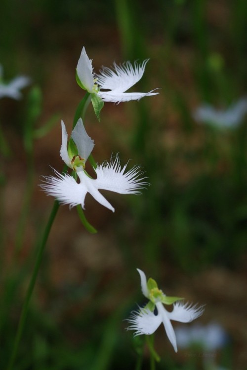 uyamt:鷺草（さぎそう）Fringed orchid (Habenaria radiata)called...